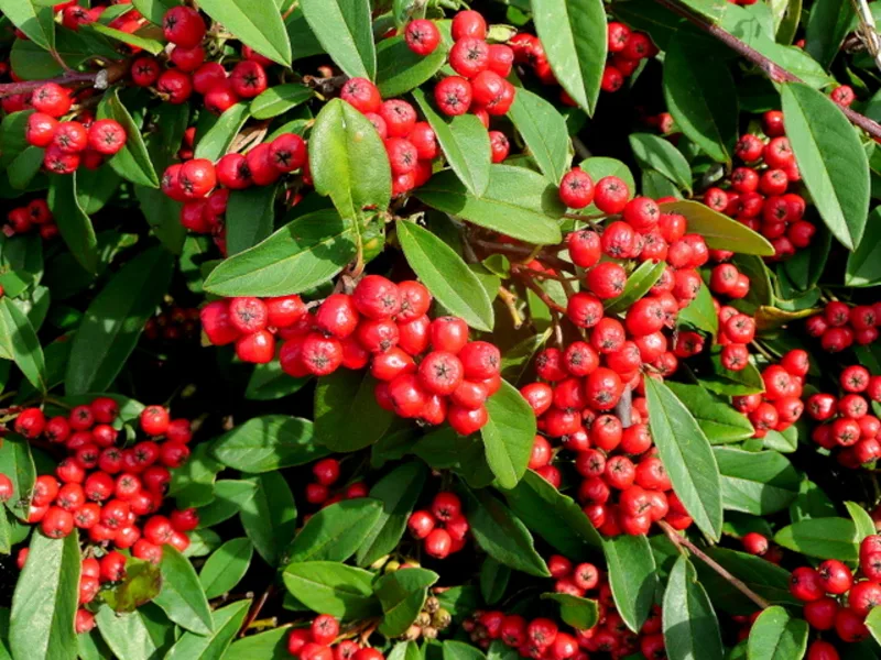 Cotoneaster 'Coral Beauty' (Cotoneaster dammeri 'Coral Beauty') in flower