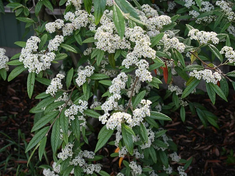 Willowleaf cotoneaster 'Scarlet Leader' (Cotoneaster salicifolius 'Scarlet Leader') in flower