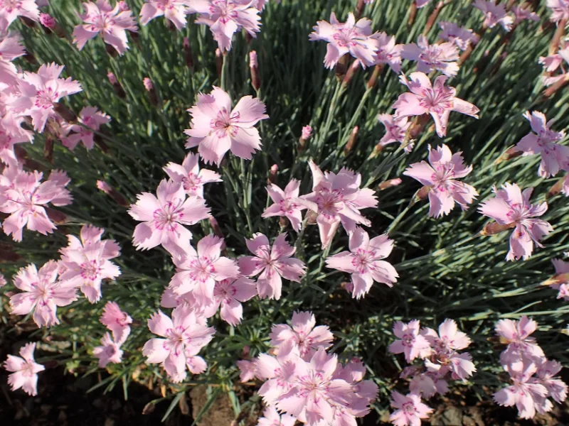Cottage pinks (Dianthus plumarius) in flower