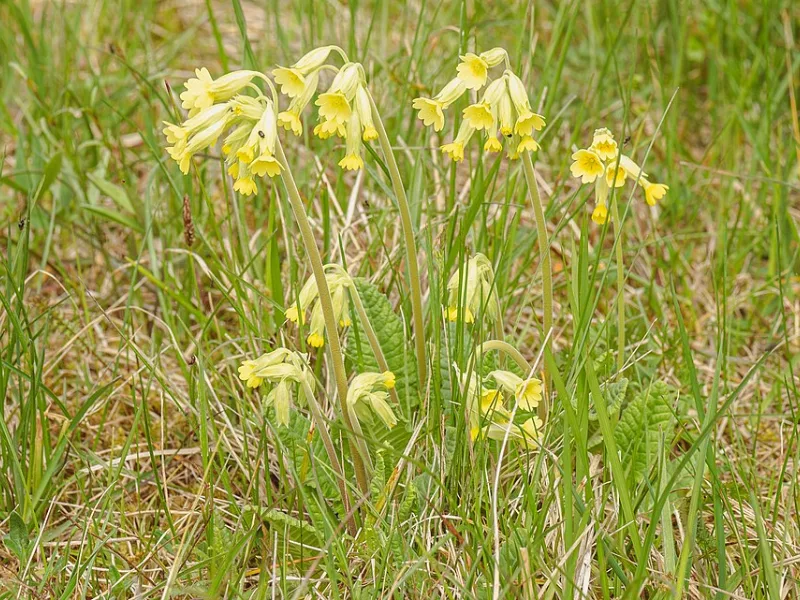 Cowslip (Primula veris) in flower