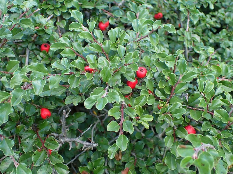Cranberry cotoneaster (Cotoneaster apiculatus) in flower