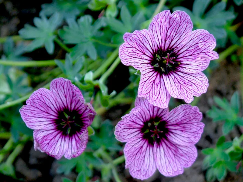 Cranesbill 'Ballerina' (Geranium cinereum 'Ballerina') in flower
