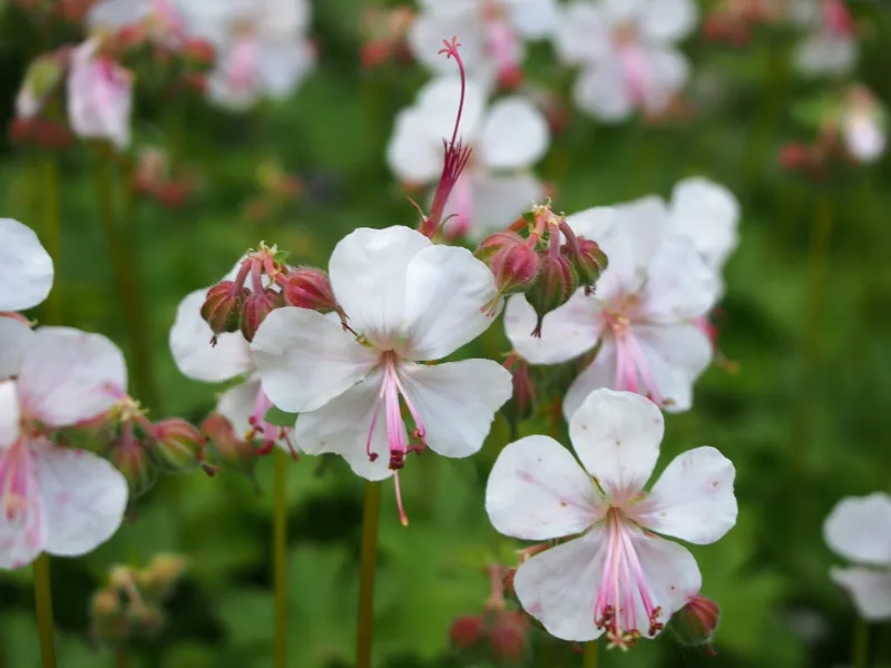 Cranesbill 'Biokovo' (Geranium x cantabrigiense 'Biokovo') in flower
