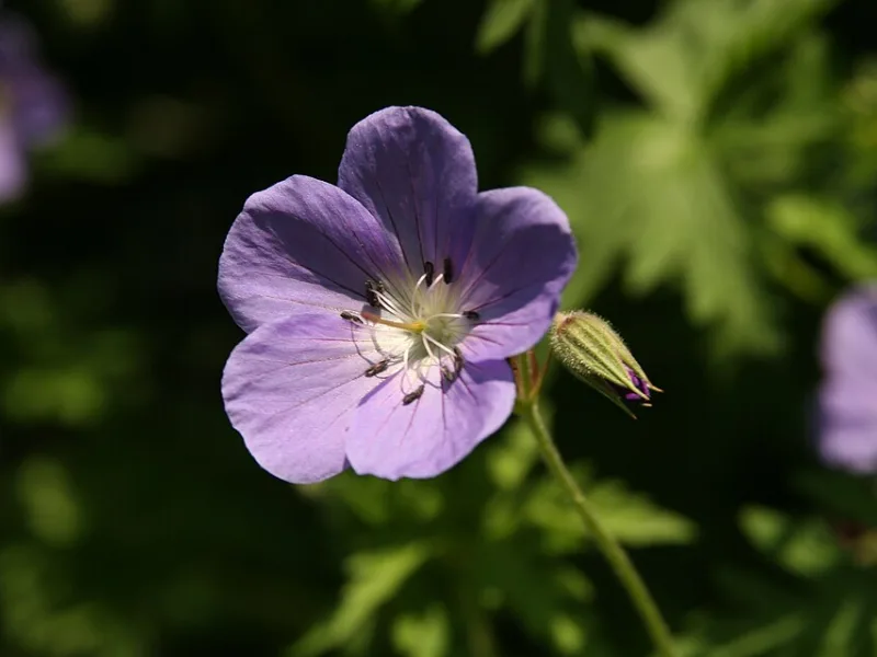 Cranesbill 'Brookside' (Geranium 'Brookside') in flower