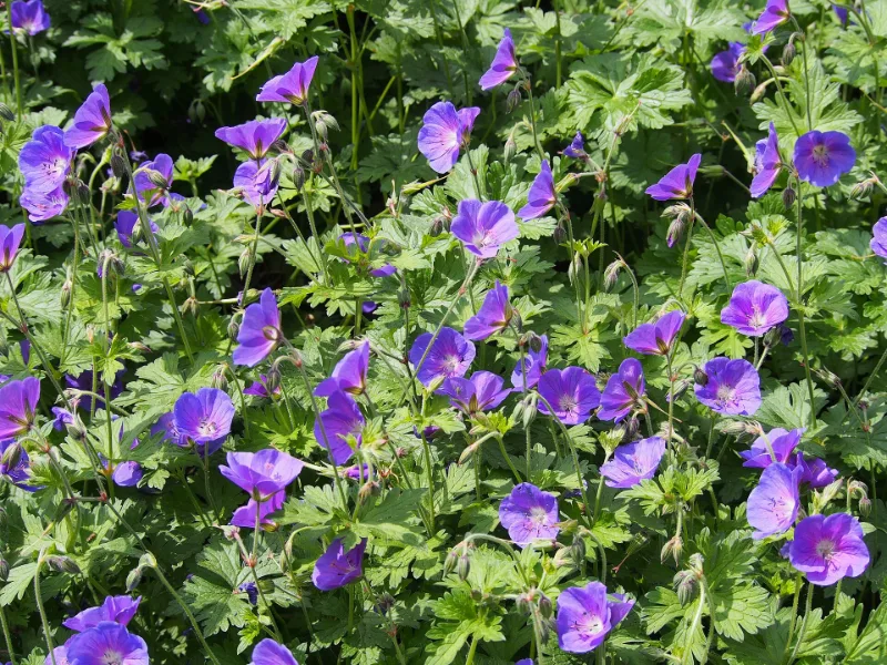 Cranesbill 'Johnson's Blue' (Geranium 'Johnson's Blue') in flower