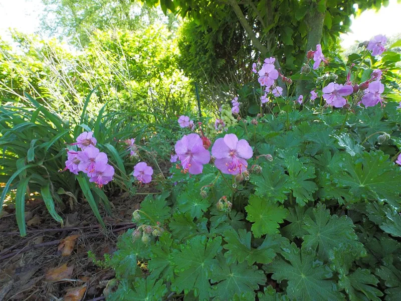 Cranesbill 'Karmina' (Geranium x cantabrigiense 'Karmina') in flower
