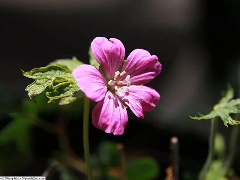 Cranesbill 'Wargrave Pink' (Geranium x oxonianum 'Wargrave Pink') in flower