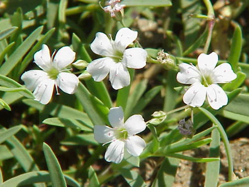 Creeping baby's breath (Gypsophila repens) in flower