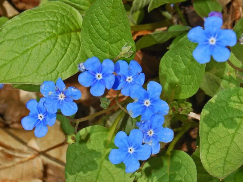 Creeping forget-me-not (Omphalodes verna) in flower