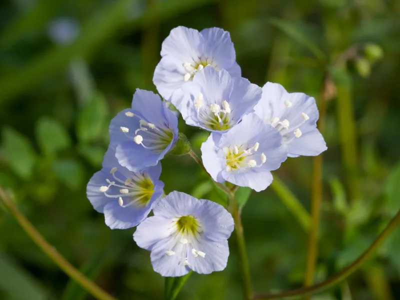 Creeping Jacob's ladder (Polemonium reptans) in flower