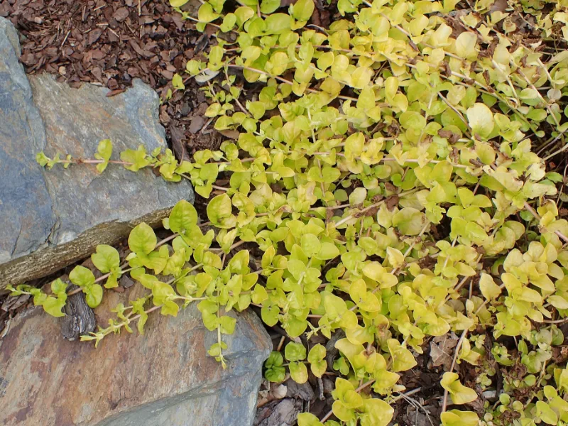 Creeping Jenny 'Aurea' (Lysimachia nummularia 'Aurea')