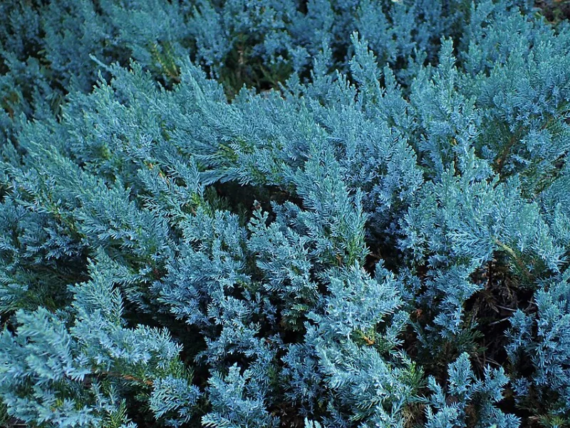 Creeping juniper 'Blue Chip' (Juniperus horizontalis 'Blue Chip')
