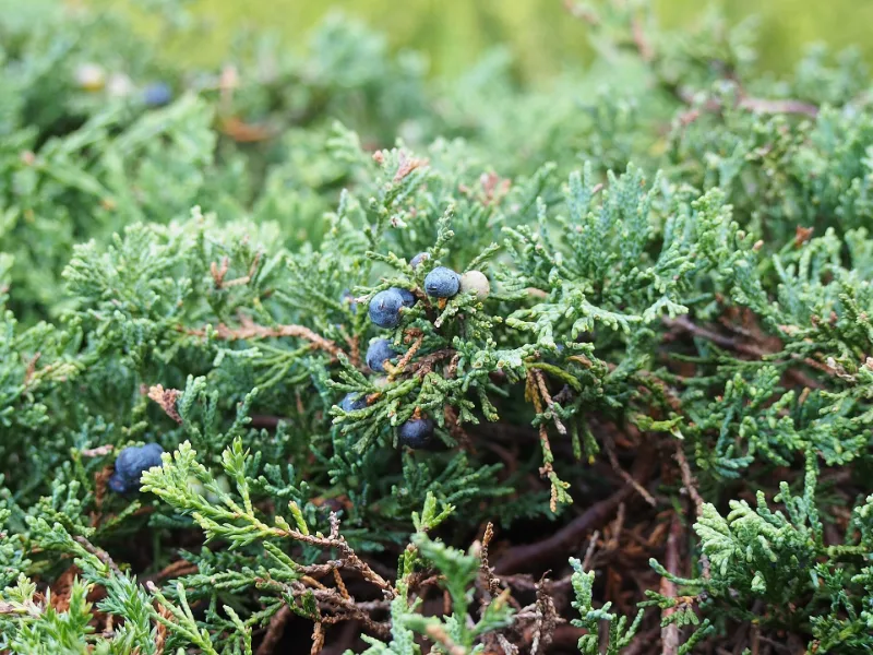 Creeping juniper 'Blue Rug' (Juniperus horizontalis 'Wiltonii')