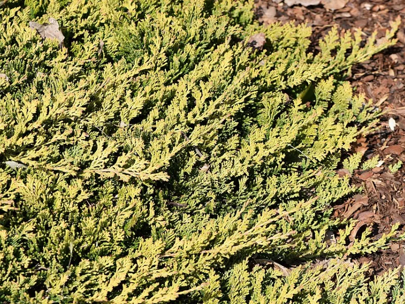 Creeping juniper 'Mother Lode' (Juniperus horizontalis 'Mother Lode')
