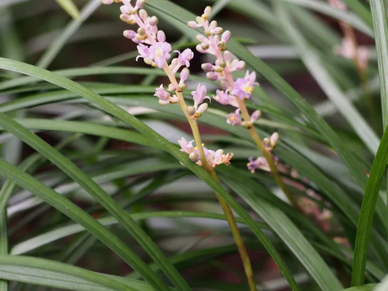 Creeping lilyturf (Liriope spicata)