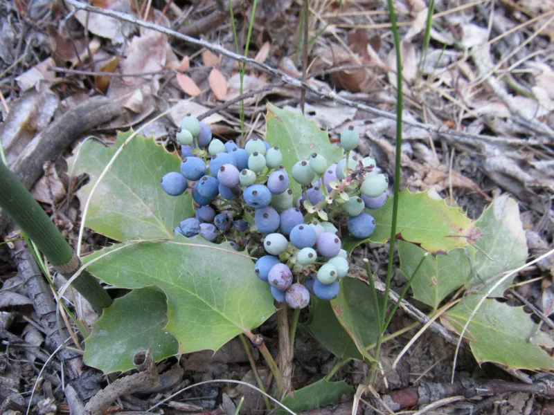 Creeping mahonia (Mahonia repens) in flower