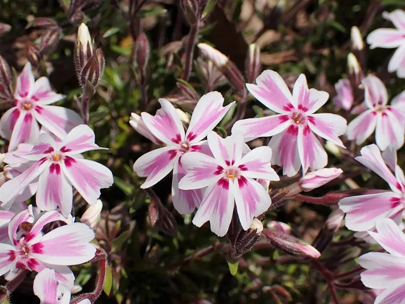 Creeping phlox 'Candy Stripe' (Phlox subulata 'Candy Stripe') in flower