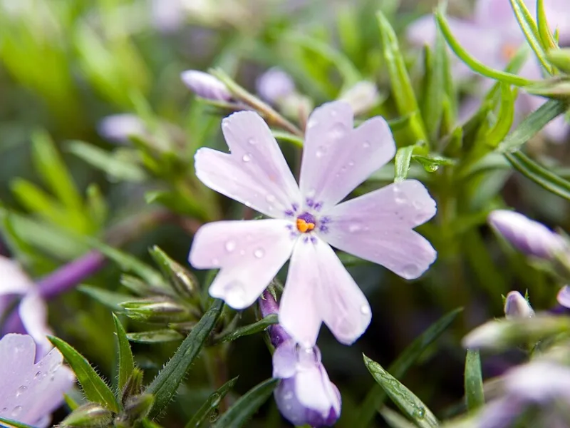 Creeping phlox 'Emerald Blue' (Phlox subulata 'Emerald Blue') in flower