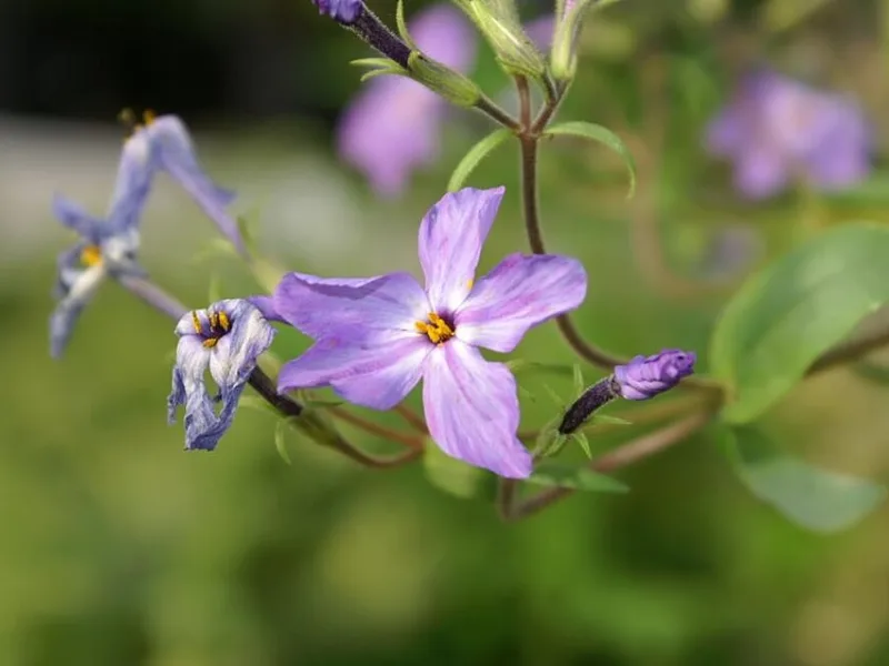 Creeping phlox 'Sherwood Purple' (Phlox stolonifera 'Sherwood Purple') in flower