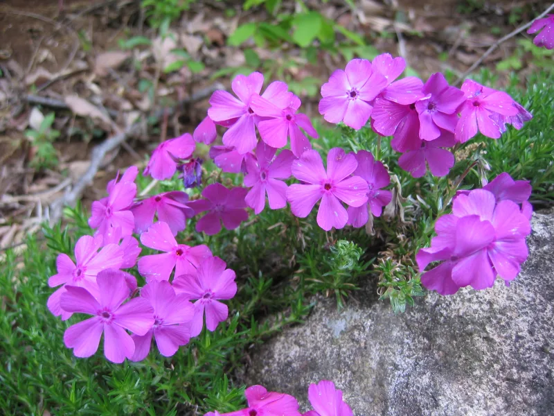 Creeping phlox (Phlox subulata) in flower
