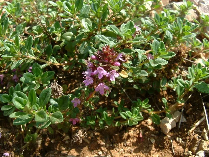 Creeping thyme (Thymus serpyllum) in flower