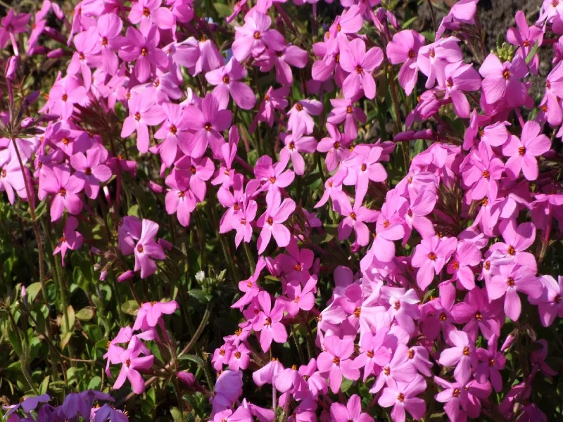 Creeping woodland phlox (Phlox stolonifera) in flower