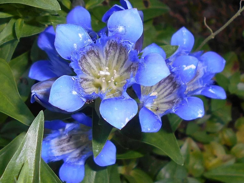 Crested gentian (Gentiana septemfida) in flower
