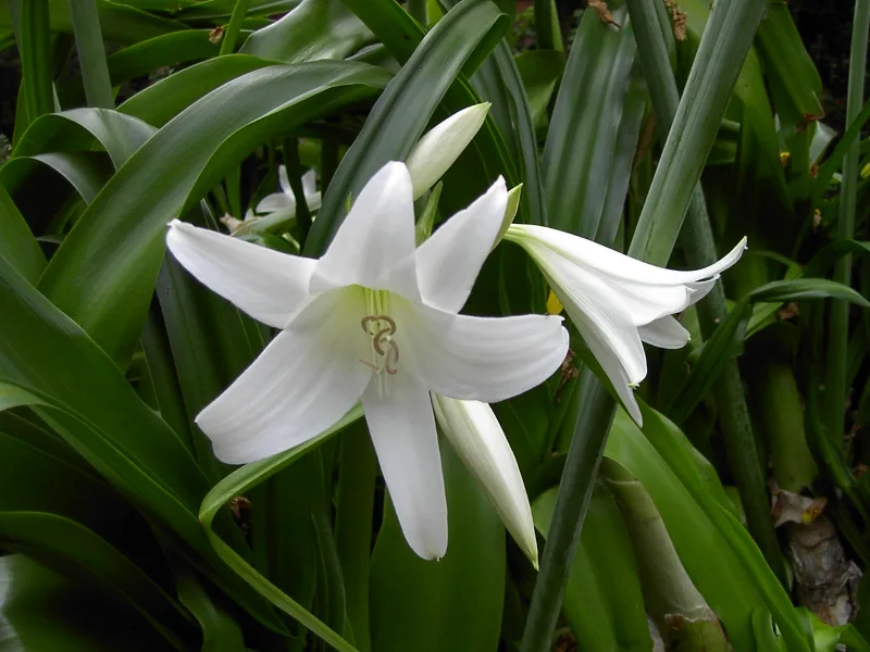 Crinum lily (Crinum x powellii) in flower
