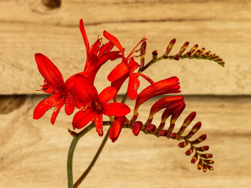 Crocosmia 'Lucifer' (Crocosmia 'Lucifer') in flower