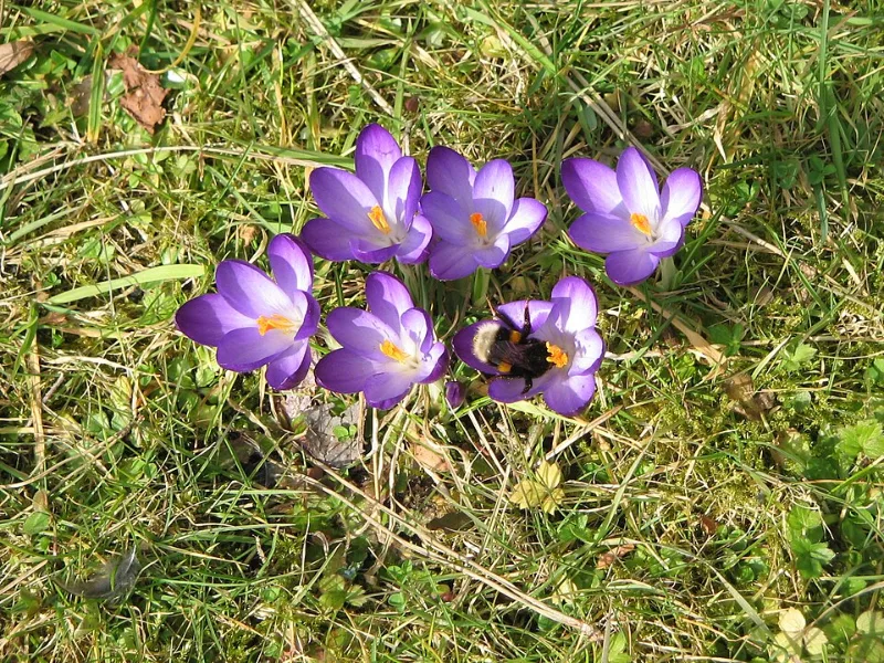 Crocus 'Ruby Giant' (Crocus tommasinianus 'Ruby Giant') in flower