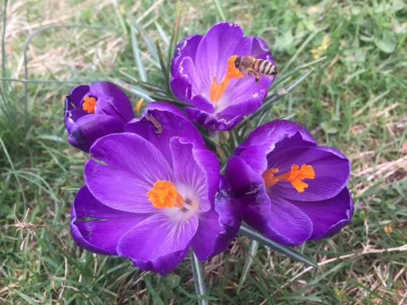 Crocus (Crocus vernus) in flower