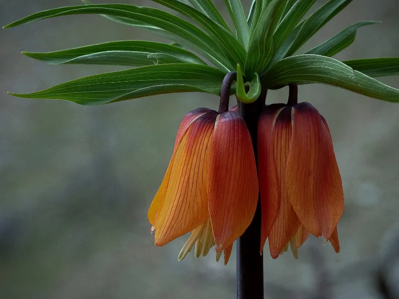 Crown imperial (Fritillaria imperialis) in flower