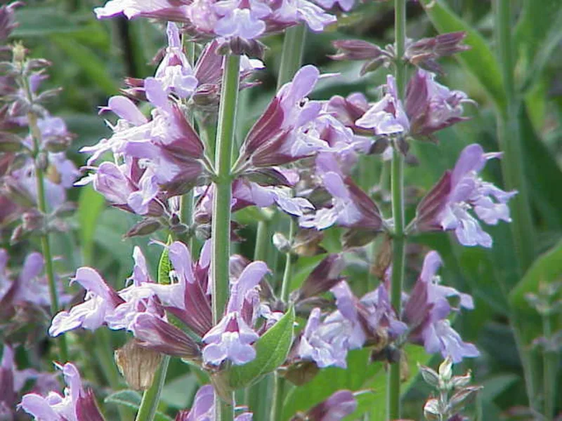 Culinary sage (Salvia officinalis) in flower