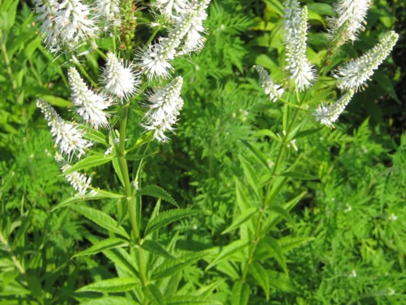 Culver's root (Veronicastrum virginicum) in flower