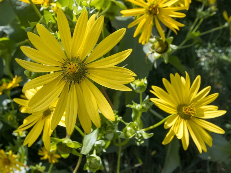 Cup plant (Silphium perfoliatum) in flower
