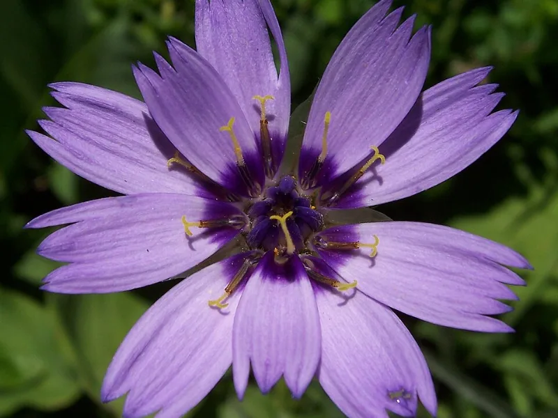Cupid's dart (Catananche caerulea) in flower