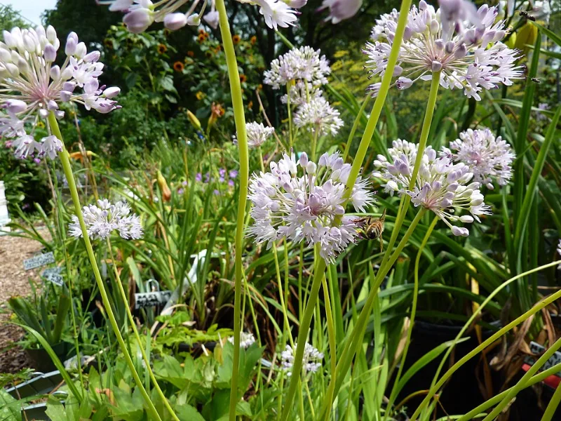 Curly onion (Allium senescens subsp. glaucum) in flower