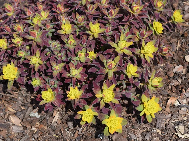 Cushion spurge 'Bonfire' (Euphorbia polychroma 'Bonfire') in flower