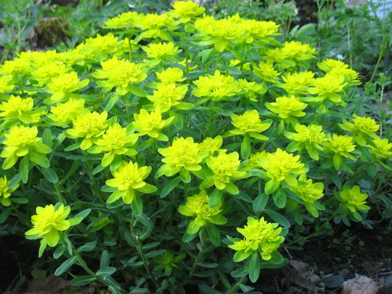 Cushion spurge (Euphorbia polychroma) in flower