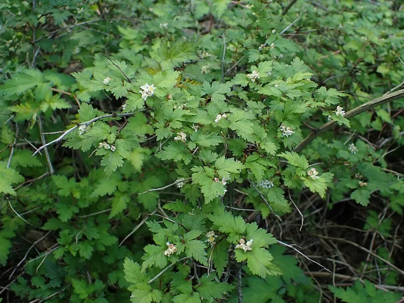 Cutleaf stephanandra (Stephanandra incisa 'Crispa')