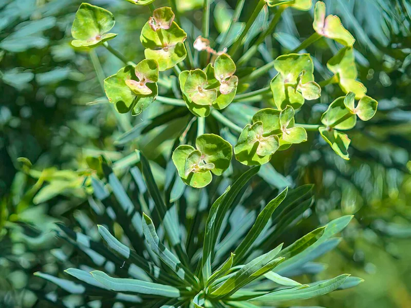 Cypress spurge (Euphorbia cyparissias) in flower