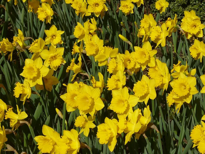 Daffodil 'Dutch Master' (Narcissus 'Dutch Master') in flower