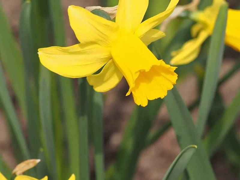 Daffodil 'February Gold' (Narcissus 'February Gold') in flower