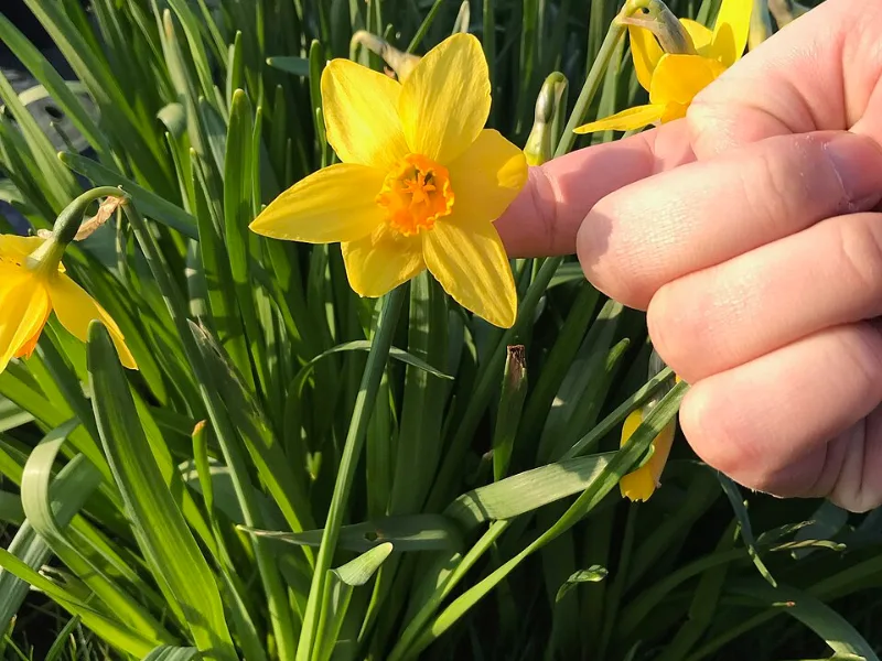 Daffodil 'Jetfire' (Narcissus 'Jetfire') in flower