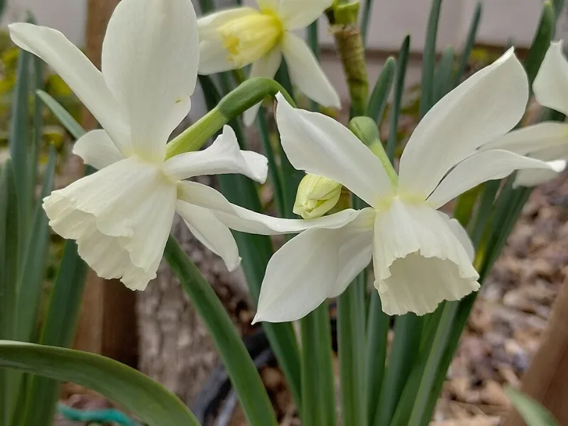 Daffodil 'Thalia' (Narcissus 'Thalia') in flower