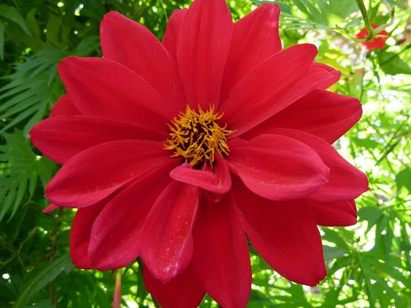 Dahlia 'Bishop of Llandaff' (Dahlia 'Bishop of Llandaff') in flower