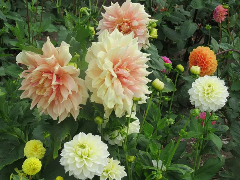 Dahlia 'Café au Lait' (Dahlia 'Café au Lait') in flower