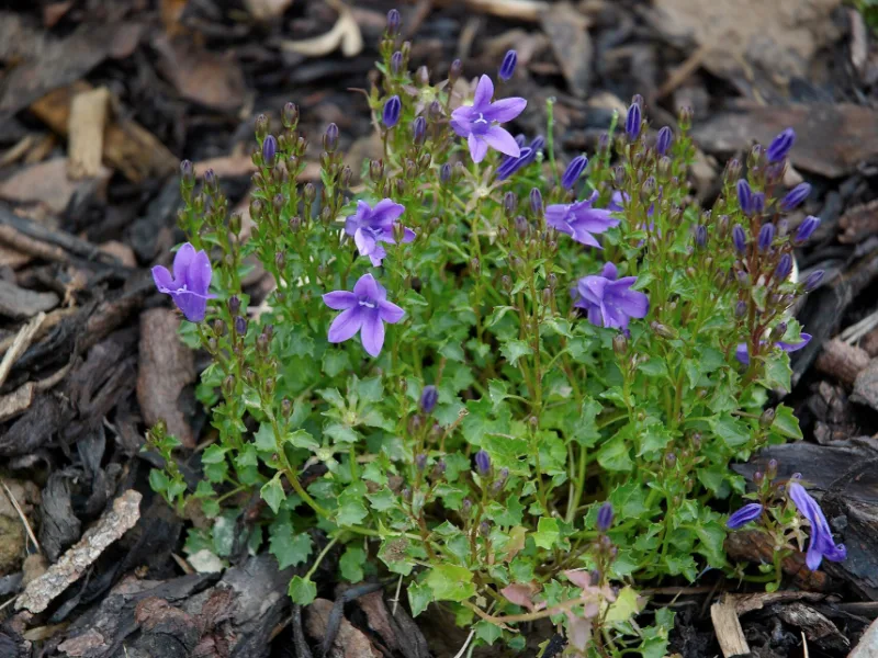Dalmatian bellflower (Campanula portenschlagiana) in flower