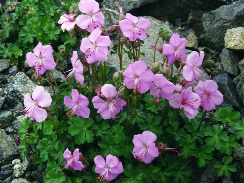 Dalmatian cranesbill (Geranium dalmaticum) in flower
