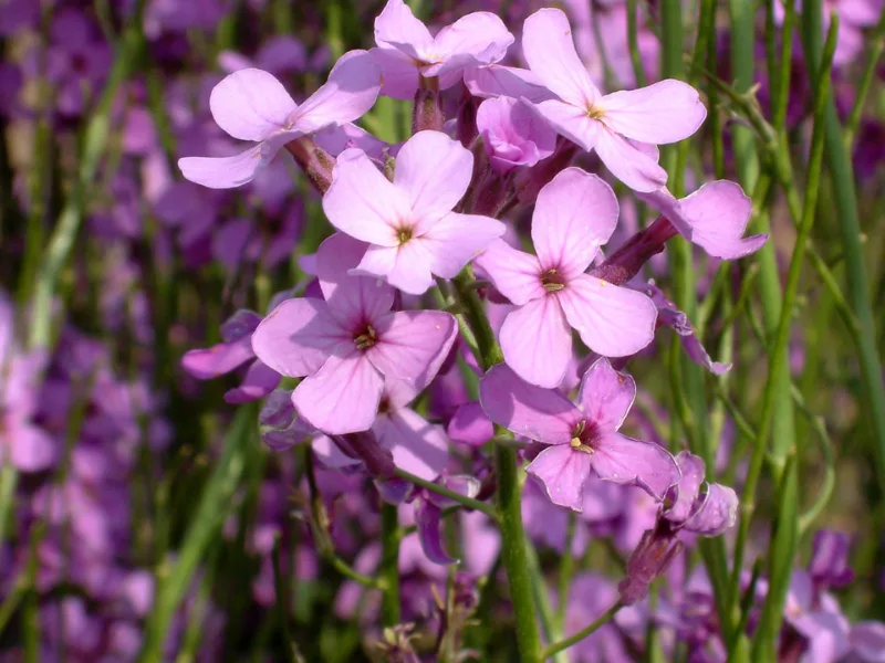 Dame's rocket (Hesperis matronalis) in flower